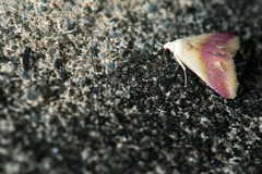 Eublemma cochylioides