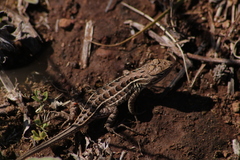 Sceloporus scalaris