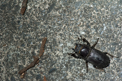 Serrognathus kyanrauensis