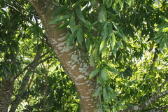 Quercus myrsinifolia