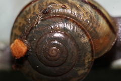 Helminthoglypta traskii