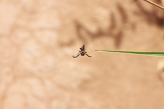 Dendryphantes zygoballoides