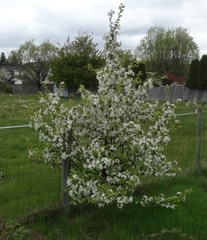 Malus × dawsoniana