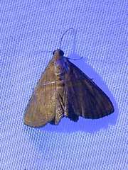 Eulepidotis bourgaulti