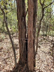 Eucalyptus fibrosa