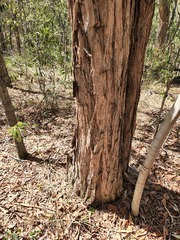 Eucalyptus fibrosa
