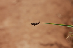 Dendryphantes zygoballoides
