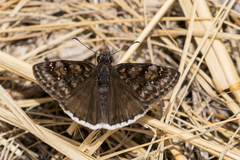 Erynnis pacuvius