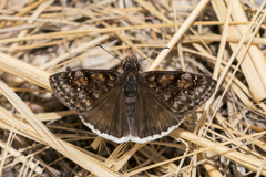Erynnis pacuvius