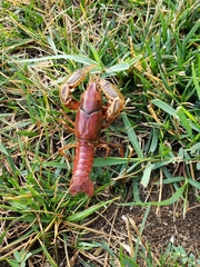 Procambarus gracilis