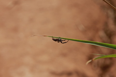Dendryphantes zygoballoides