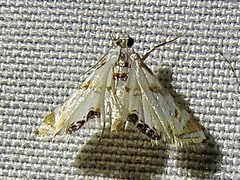 Argyractis