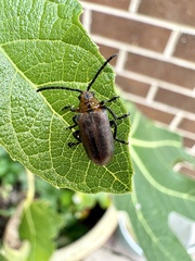 Poneridia semipullata