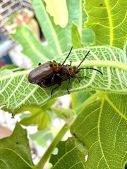 Poneridia semipullata