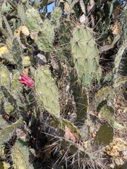 Opuntia