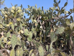 Opuntia