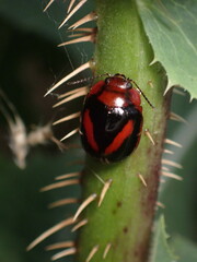 Paropsisterna erudita