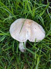 Agaricus xanthodermus