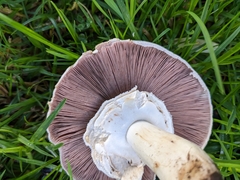 Agaricus xanthodermus