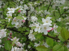 Malus × dawsoniana