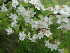 Malus × dawsoniana