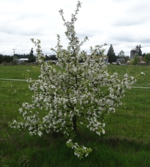 Malus × dawsoniana