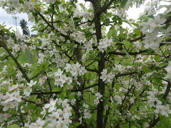 Malus × dawsoniana