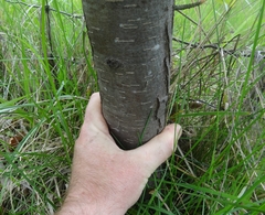 Malus × dawsoniana