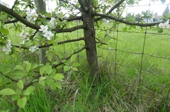 Malus × dawsoniana