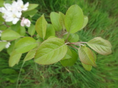 Malus × dawsoniana