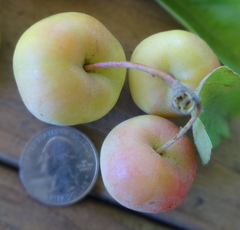 Malus × dawsoniana