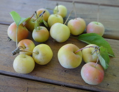 Malus × dawsoniana