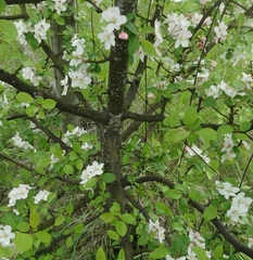 Malus × dawsoniana