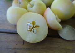 Malus × dawsoniana