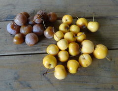 Malus × dawsoniana