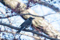 Hypsipetes amaurotis