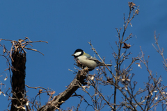 Parus minor