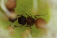 Meranoplus
