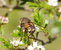 Scaptia