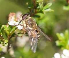 Scaptia