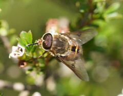Scaptia