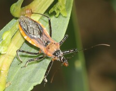 Gminatus