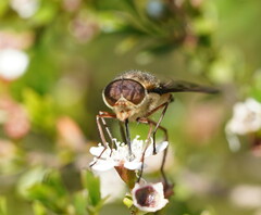 Scaptia