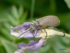 Epicauta maculata