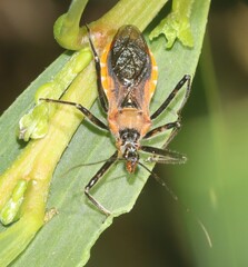 Gminatus