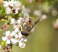 Scaptia