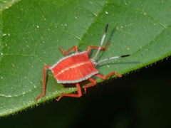 Tessaratomidae