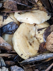 Lactarius alnicola