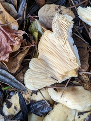 Lactarius alnicola