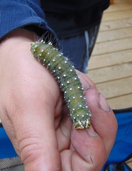 Eacles imperialis pini